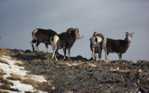 Stone sheep hunts BC