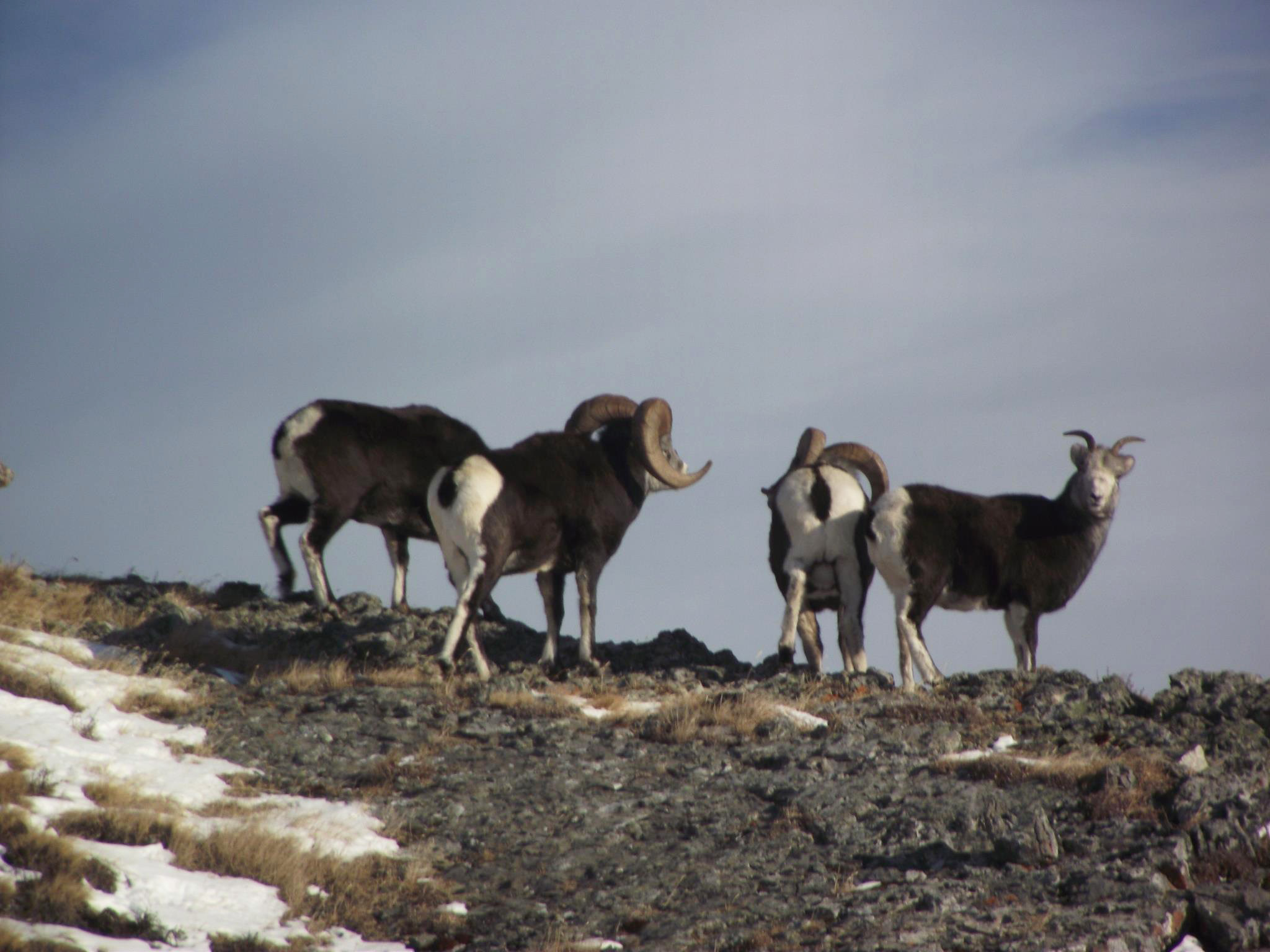 bc stone sheep guided hunts (4) | Big Nine Outfitters