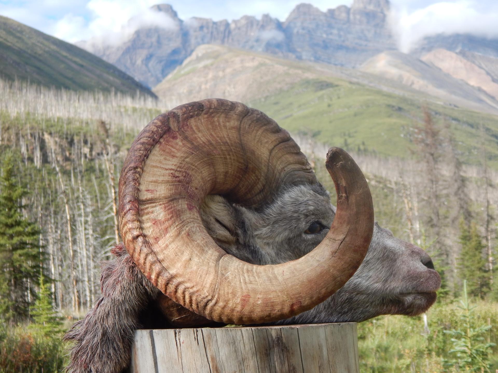 Awesome stone sheep | Big Nine Outfitters