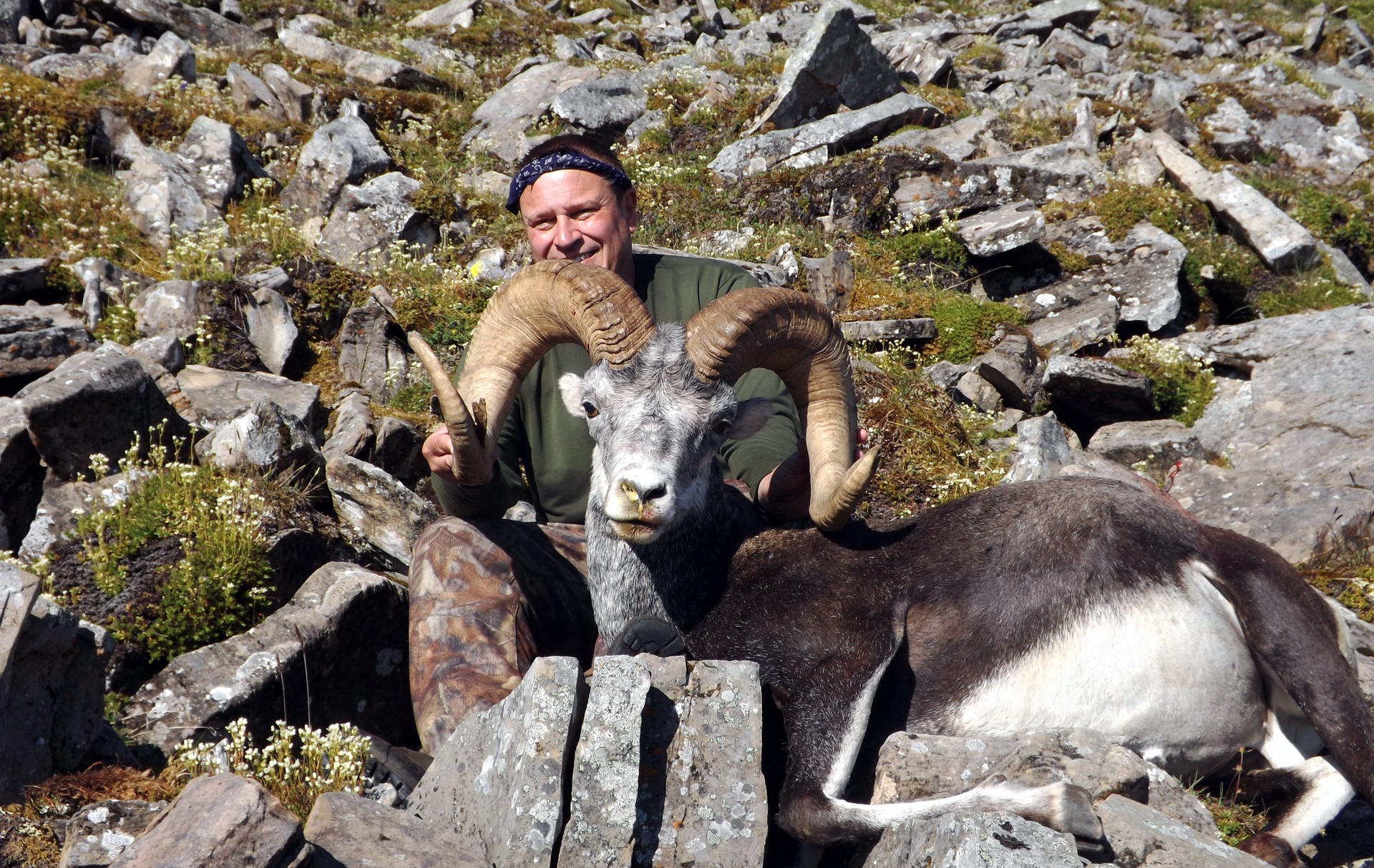 stone sheep hunting