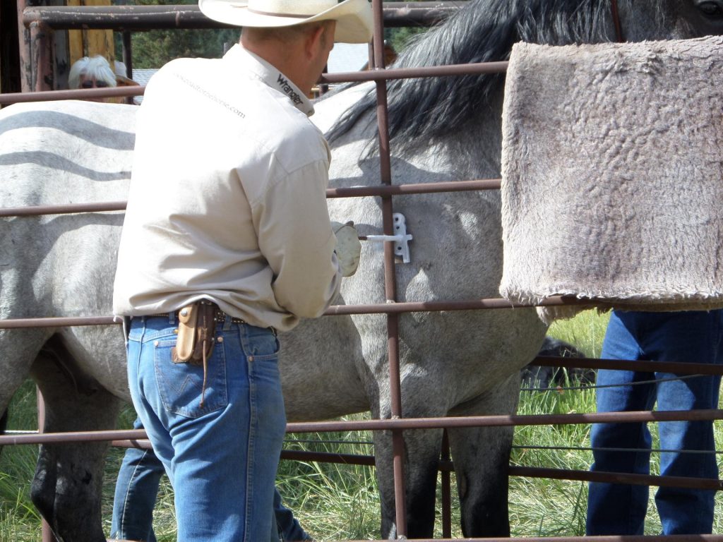 Our Horses | Sheep hunting BC outfitter